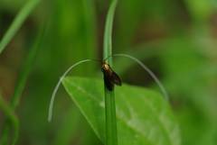Nemophora albiantennella