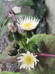 Sonchus oleraceus