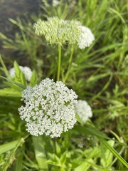 Cnidium monnieri