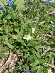 Anemonastrum flaccidum