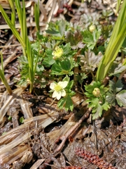 Anemonastrum flaccidum