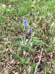 Hyacinthoides non-scripta