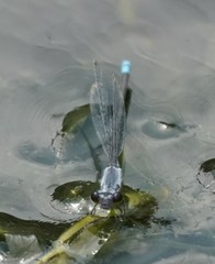 Paracercion calamorum