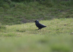 Corvus monedula