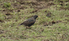 Sturnus vulgaris