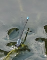 Paracercion calamorum