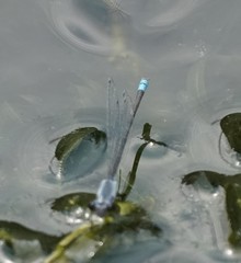 Paracercion calamorum