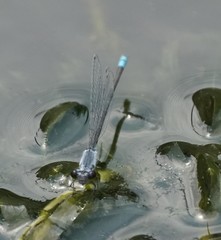 Paracercion calamorum