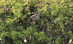 Passer domesticus
