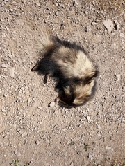 Arctonyx albogularis