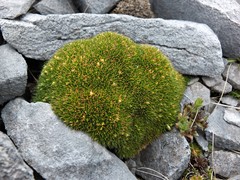 Colobanthus squarrosus squarrosus