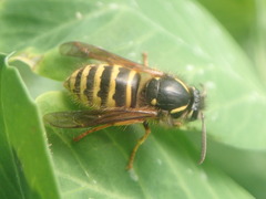 Dolichovespula norwegica