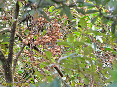 Actinidia rufa