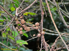 Actinidia rufa