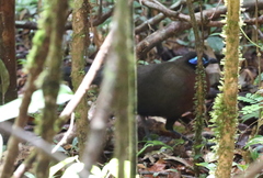Coua serriana