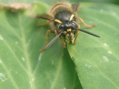 Dolichovespula norwegica