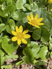 Ficaria verna