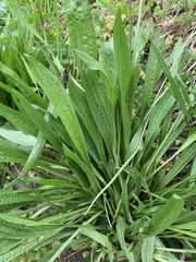 Plantago lanceolata