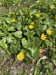 Ficaria verna