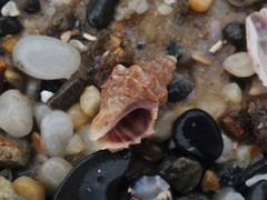 Phycothais reticulata