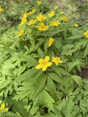 Anemonoides ranunculoides