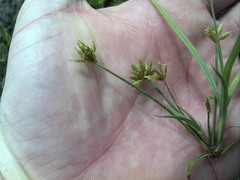 Cyperus mundii