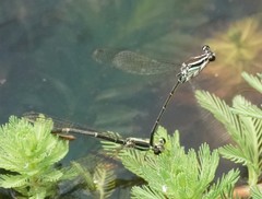 Pseudocopera ciliata