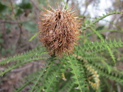 Banksia dryandroides