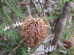 Banksia dryandroides