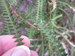Banksia dryandroides