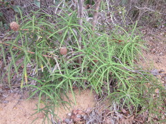 Banksia dryandroides