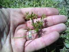 Cyperus sphaerospermus