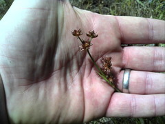Juncus oxycarpus