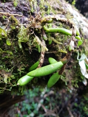 Bulbophyllum lamingtonense