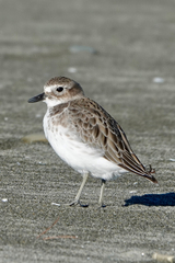 Charadrius obscurus