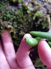 Bulbophyllum lamingtonense