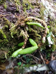 Bulbophyllum lamingtonense