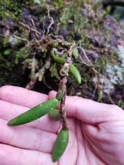 Bulbophyllum lamingtonense