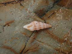 Austrodrillia angasi