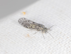 Philotarsidae