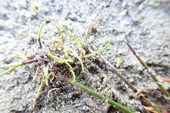 Isolepis basilaris