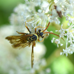 Poecilopompilus interruptus