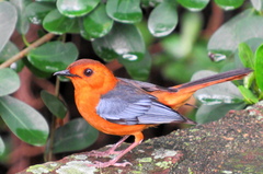 Cossypha natalensis natalensis