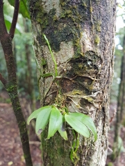 Sarcochilus parviflorus