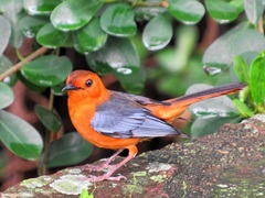 Cossypha natalensis natalensis