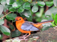 Cossypha natalensis natalensis