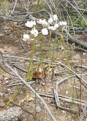 Ornithogalum dubium