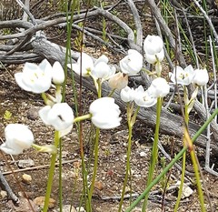 Ornithogalum dubium
