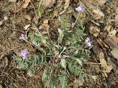 Gueldenstaedtia verna