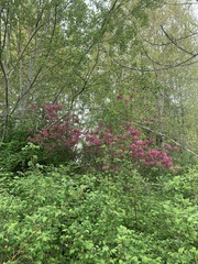 Rhododendron × hybridum